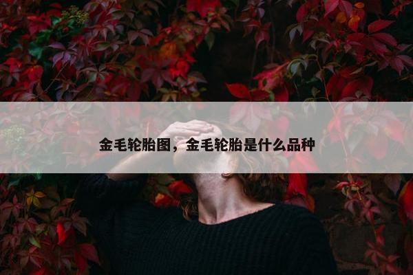 金毛轮胎图，金毛轮胎是什么品种