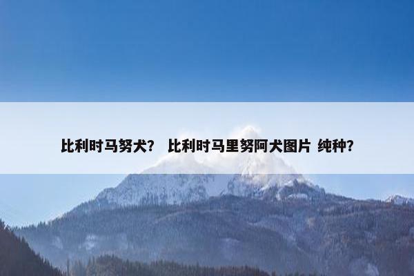 比利时马努犬？ 比利时马里努阿犬图片 纯种？