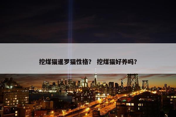 挖煤猫暹罗猫性格？ 挖煤猫好养吗？