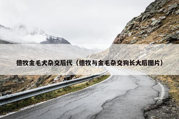 德牧金毛犬杂交后代（德牧与金毛杂交狗长大后图片）