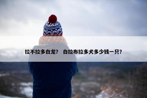 拉不拉多白龙？ 白拉布拉多犬多少钱一只？