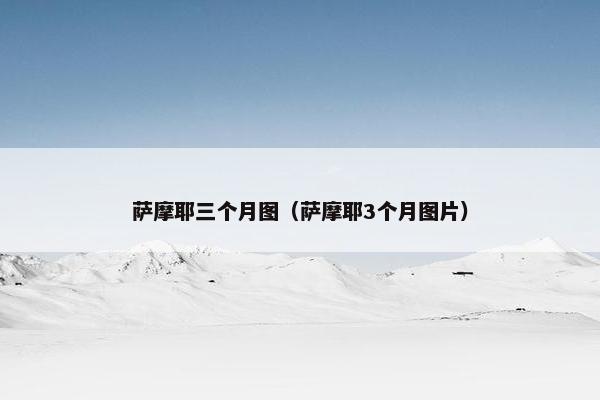 萨摩耶三个月图（萨摩耶3个月图片）