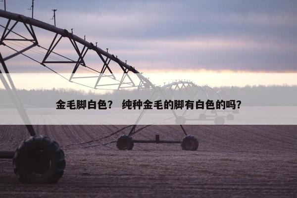 金毛脚白色？ 纯种金毛的脚有白色的吗？