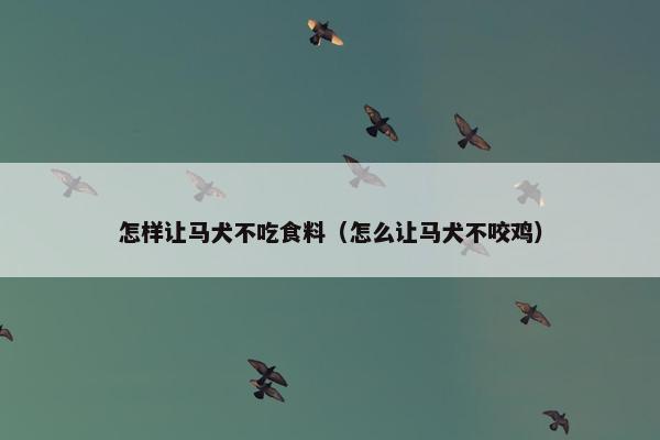 怎样让马犬不吃食料（怎么让马犬不咬鸡）