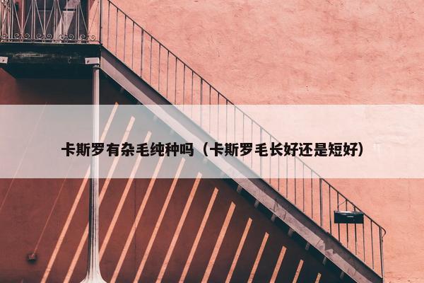 卡斯罗有杂毛纯种吗（卡斯罗毛长好还是短好）