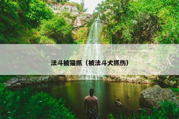 法斗被猫抓（被法斗犬抓伤）