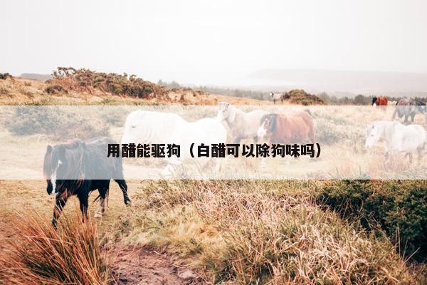 用醋能驱狗（白醋可以除狗味吗）