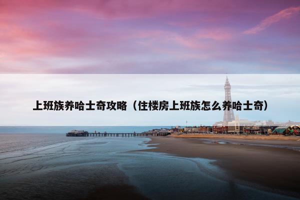 上班族养哈士奇攻略（住楼房上班族怎么养哈士奇）