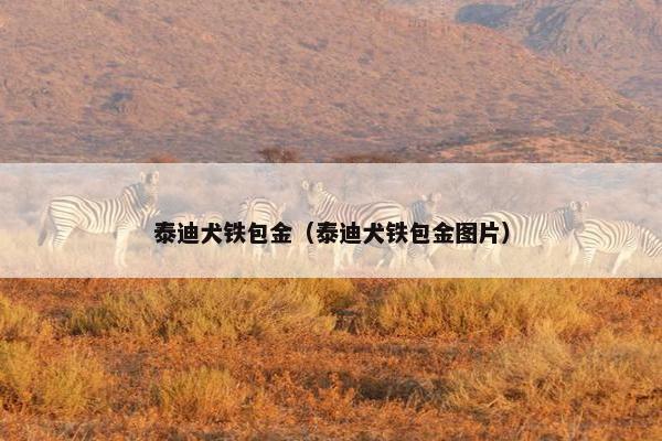 泰迪犬铁包金（泰迪犬铁包金图片）