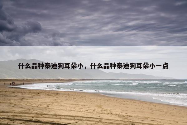 什么品种泰迪狗耳朵小，什么品种泰迪狗耳朵小一点