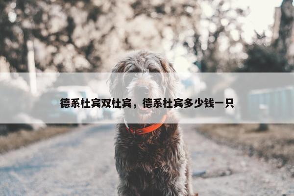 德系杜宾双杜宾，德系杜宾多少钱一只