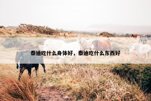 泰迪吃什么身体好，泰迪吃什么东西好