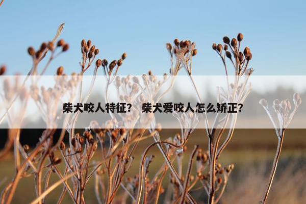 柴犬咬人特征？ 柴犬爱咬人怎么矫正？