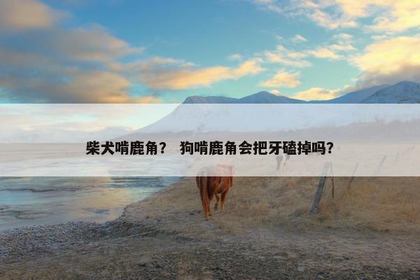 柴犬啃鹿角？ 狗啃鹿角会把牙磕掉吗？
