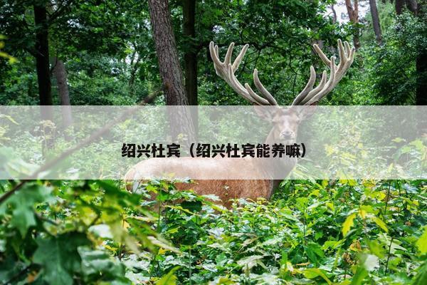 绍兴杜宾（绍兴杜宾能养嘛）