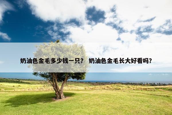 奶油色金毛多少钱一只？ 奶油色金毛长大好看吗？