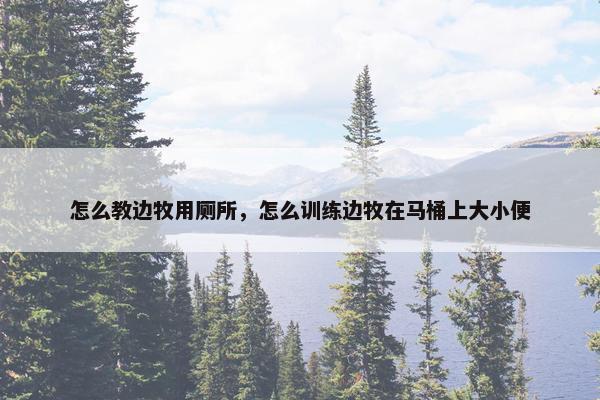 怎么教边牧用厕所，怎么训练边牧在马桶上大小便