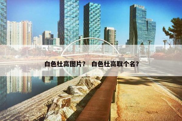 白色杜高图片？ 白色杜高取个名？