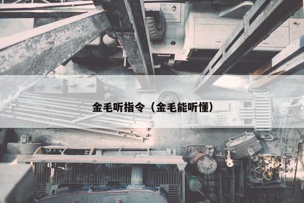 金毛听指令（金毛能听懂）