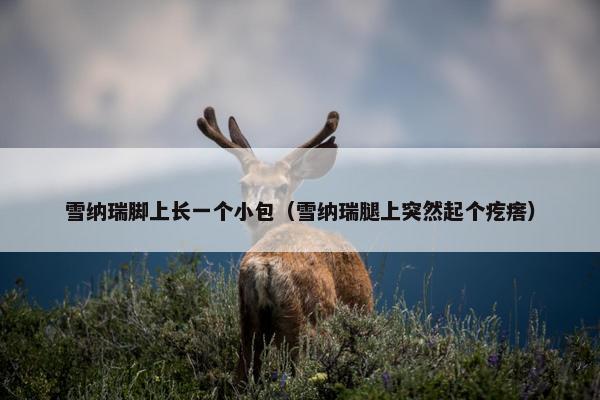 雪纳瑞脚上长一个小包（雪纳瑞腿上突然起个疙瘩）
