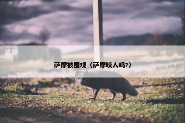 萨摩被围观（萨摩咬人吗?）
