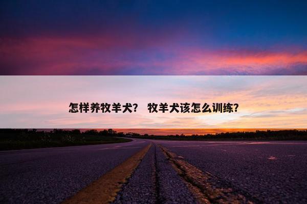 怎样养牧羊犬？ 牧羊犬该怎么训练？