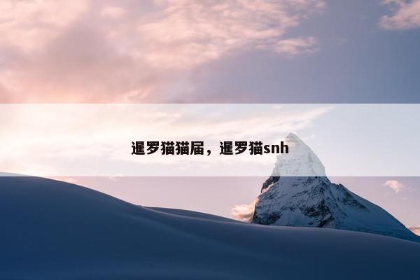 暹罗猫猫届，暹罗猫snh