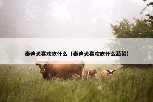 泰迪犬喜欢吃什么（泰迪犬喜欢吃什么蔬菜）