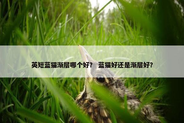 英短蓝猫渐层哪个好？ 蓝猫好还是渐层好？