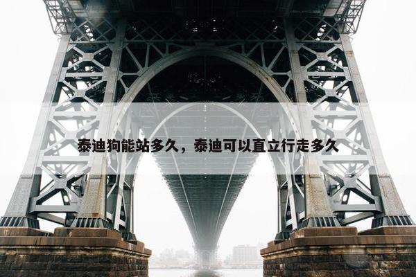 泰迪狗能站多久，泰迪可以直立行走多久