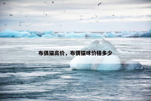 布偶猫高价，布偶猫咪价格多少