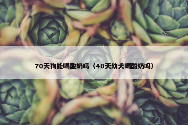 70天狗能喝酸奶吗（40天幼犬喝酸奶吗）