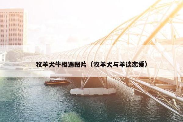 牧羊犬牛相遇图片（牧羊犬与羊谈恋爱）