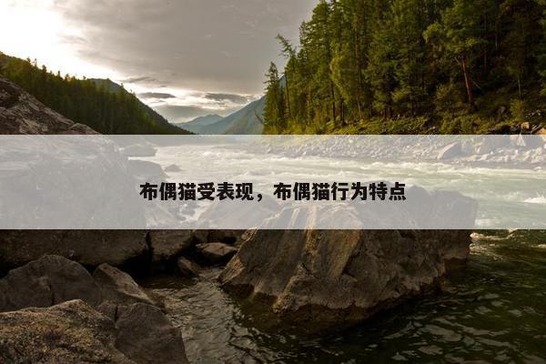 布偶猫受表现，布偶猫行为特点