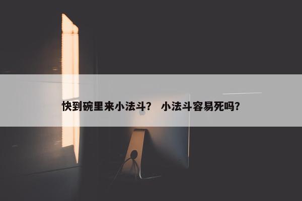 快到碗里来小法斗？ 小法斗容易死吗？