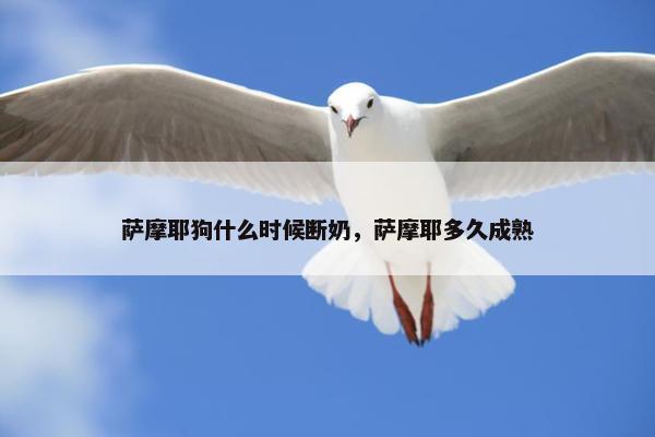 萨摩耶狗什么时候断奶，萨摩耶多久成熟