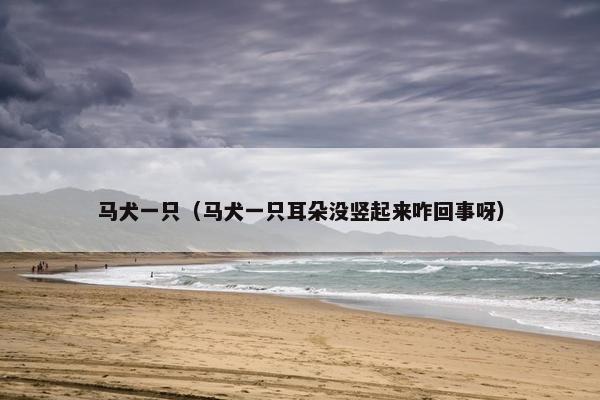 马犬一只（马犬一只耳朵没竖起来咋回事呀）