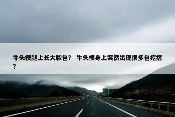 牛头梗腿上长大脓包？ 牛头梗身上突然出现很多包疙瘩？