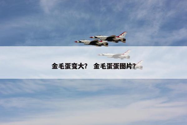 金毛蛋变大？ 金毛蛋蛋图片？