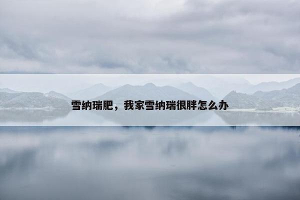 雪纳瑞肥，我家雪纳瑞很胖怎么办