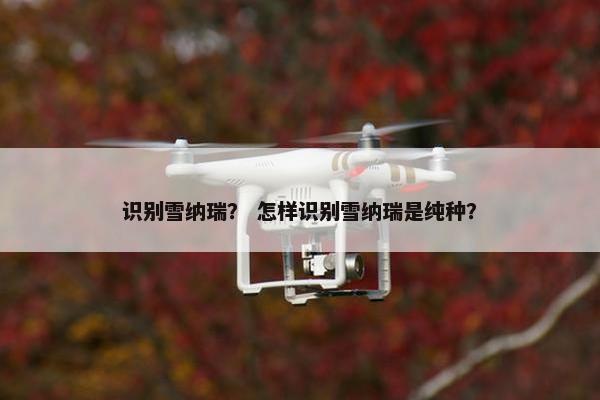 识别雪纳瑞？ 怎样识别雪纳瑞是纯种？