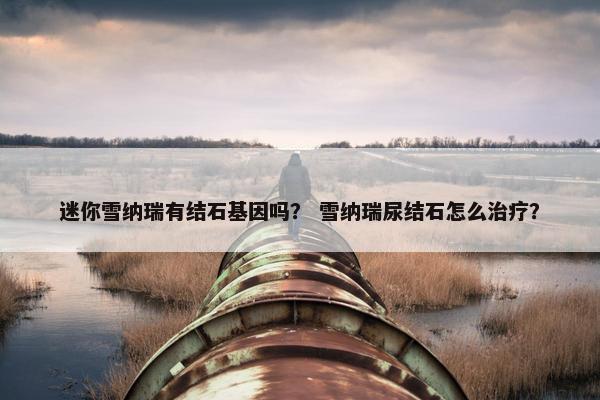 迷你雪纳瑞有结石基因吗？ 雪纳瑞尿结石怎么治疗？