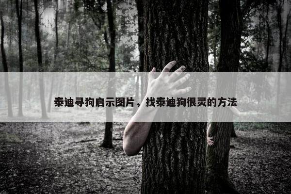 泰迪寻狗启示图片，找泰迪狗很灵的方法