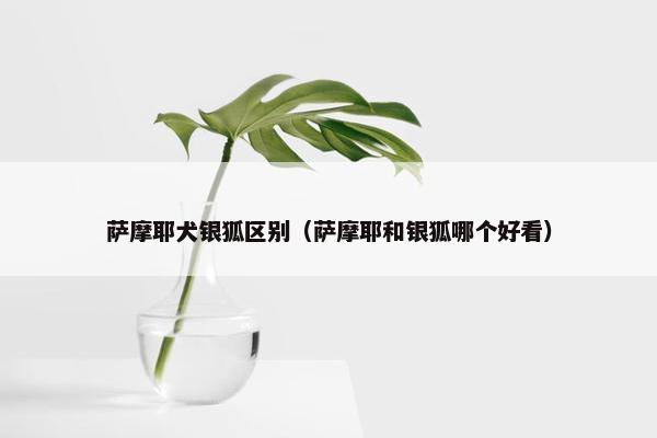 萨摩耶犬银狐区别（萨摩耶和银狐哪个好看）