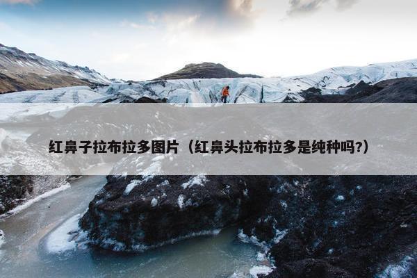 红鼻子拉布拉多图片（红鼻头拉布拉多是纯种吗?）