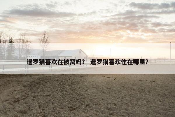 暹罗猫喜欢在被窝吗？ 暹罗猫喜欢住在哪里？