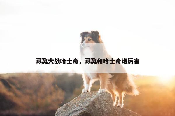 藏獒大战哈士奇，藏獒和哈士奇谁厉害