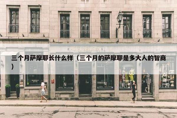 三个月萨摩耶长什么样（三个月的萨摩耶是多大人的智商）