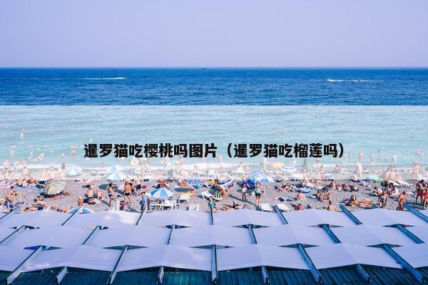 暹罗猫吃樱桃吗图片（暹罗猫吃榴莲吗）