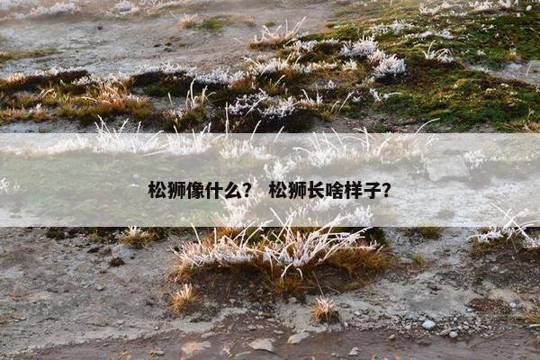 松狮像什么？ 松狮长啥样子？